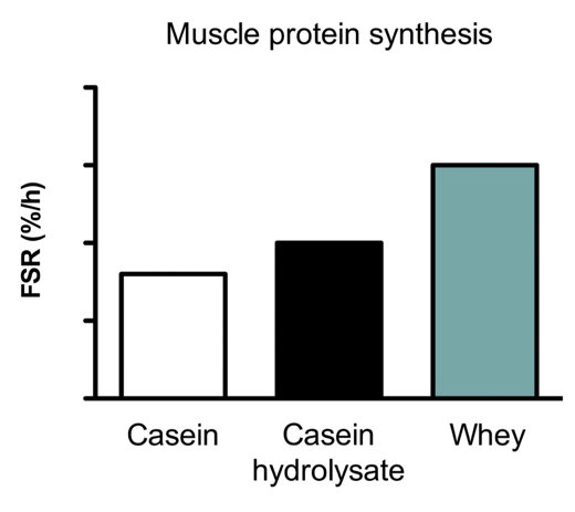 Graphs of muscle protein synthesis