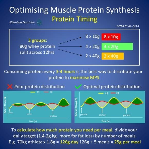 Muscle Protein synthesis